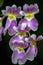 Purple and yellow miltonia orchid flowers