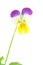 Purple-yellow pansy