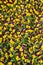 Purple yellow pansy flower background