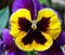 Purple yellow pansy flower Viola tricolor