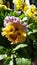 Purple yellow pansy garden deck porch sunny day