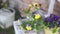 Purple and yellow pansy grow in street flower pots