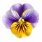 Purple And Yellow Pansy: Symmetrical Asymmetry In Colorized Detail