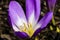 Purple Yellow Saffron Crocus Blooming Macro