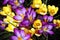 Purple and yellow spring crocus flowers