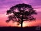 Purple and yellow sunset with tree silhouette