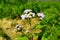 Purple and yellow verbena flowers