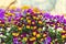 Purple and yellow violets on a blurry floral background