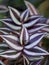 Purple Zebra plant ,Wandering Jew ,Tradescantia Zebrina ,Spiderwort ,Silk plant ,purple heart ,Inch plant