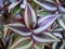 Purple Zebra plant ,Wandering Jew ,Tradescantia Zebrina ,Spiderwort ,Silk plant ,purple heart ,Inch plant