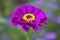 Purple Zinnia