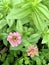 Purple zinnia blooming in a natural