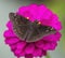 Purple Zinnia Blossom and Dark Skipper Butterfly