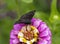 Purple Zinnia Blossom with Yellow Stamens and Dark Skipper Butterfly