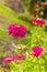 Purple Zinnia elegans