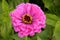 Purple zinnia flower