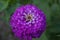 Purple Zinnia flower