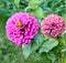 Purple zinnia flower, close up