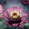 Purple Zinnia flower details