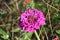 Purple Zinnia surrounded by Johnson grass