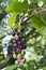 Purpleand green berries on stem