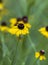 Purplehead Sneezeweed Wildflowers - Helenium flexuosum