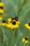 Purplehead Sneezeweed Wildflowers - Helenium flexuosum