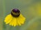 Purplehead Sneezeweed Wildflowers - Helenium flexuosum