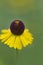 Purplehead Sneezeweed Wildflowers - Helenium flexuosum