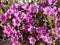 Purplemat - Nama demissum