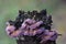 Purplepore Bracket fungus violet underside