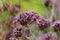 Purpletop Vervain