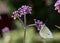 Purpletop vervain inflorescence with butterfly drinking nectar