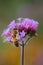 Purpletop vervain Verbena bonariensis, lilac-purple flower with honey bee