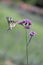 Purpletop vervain Verbena bonariensis, with Old World swallowtail butterfly, Papilio machaon