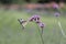 Purpletop vervain Verbena bonariensis with Old World swallowtail butterfly, Papilio machaon