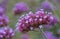 Purpletop vervain Verbena bonariensis, purple flower