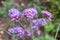 Purpletop vervain (verbena borariensis