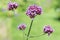 Purpletop vervain (verbena borariensis