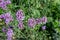 Purpletop vervain (verbena borariensis