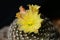 Purplish-black Copiapoa ssp with yellow blossom flowers