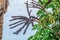 The purplish black fruits of the octopus tree isolated on a blue sky background