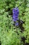 Purplish blue flowers of Delphinium hybridum