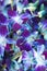 Purplish Blue Orchids