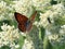 Purplish Copper Butterfly with Ant