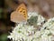 Purplish Copper Butterfly - Lycaena helloides