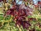 Purplish-crimson leaves of the award-winning Norway Maple (Acer platanoides) \\\'Crimson King\\\' growing in a pa