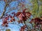 Purplish-crimson leaves of the award-winning Norway Maple (Acer platanoides) \\\'Crimson King\\\' growing in a pa