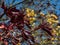 Purplish-crimson leaves and orange flowers of the Norway Maple (Acer platanoides) \\\'Crimson King\\\'
