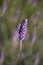 Purplish flower of Lavandula angustifolia or Lavandula officinalis flowering twig on a green background